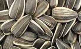 Sunflower seeds
